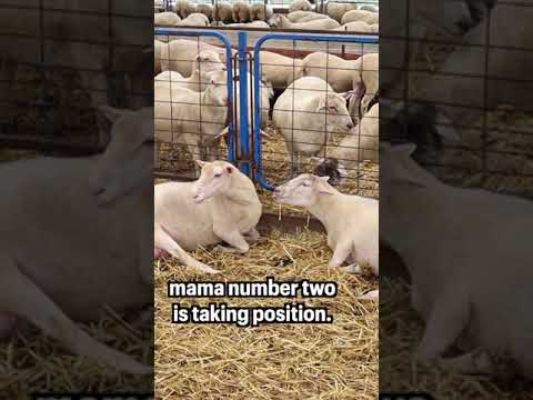 #shorts | Sheepishly Me SHORTS | THE RACE IS ON! ๐ ~ TWO mama's lambing at ONCE!