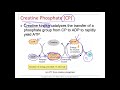 Muscle Contraction and Energy Metabolism