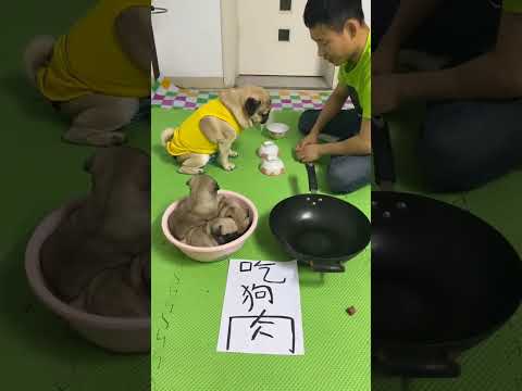 猜中救狗崽：你挺嚣张啊，我都忍你很久你当我没看见？#萌宠 #萌宠出道计划 #萌宠成精了 #萌宠日常记录 #萌宠推荐官