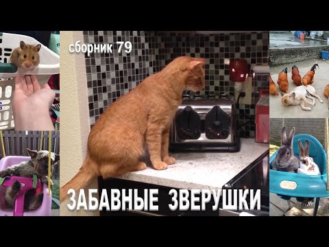 Самые смешные животные😂Приколы с котами и собаками 2023😺🐶Сборник 79. МУЛЬТПАРАД COMEDY