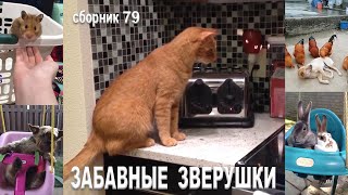 Самые смешные животные😂Приколы с котами и собаками 2023😺🐶Сборник 79. МУЛЬТПАРАД COMEDY