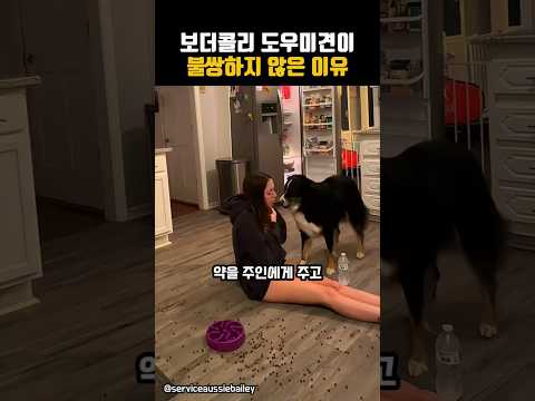 보더콜리 도우미견이 불쌍하지 않은 이유