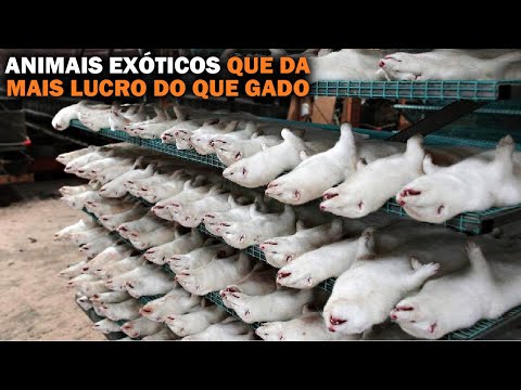 ANIMAIS ESTRANHOS EM FAZENDAS QUE DÁ MAIS LUCRO DO QUE BOIS