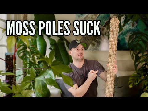 10 Reasons your Moss Pole sucks (& how to improve them)