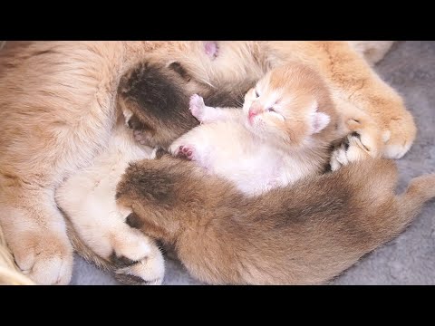 The tiny kittens who are wagging their tiny paws are so cute