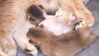 The tiny kittens who are wagging their tiny paws are so cute