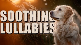 Relaxing Dog Music TV (Live 24/7) Used by 10 Million Dogs, Deep Sleep Anxiety Therapy