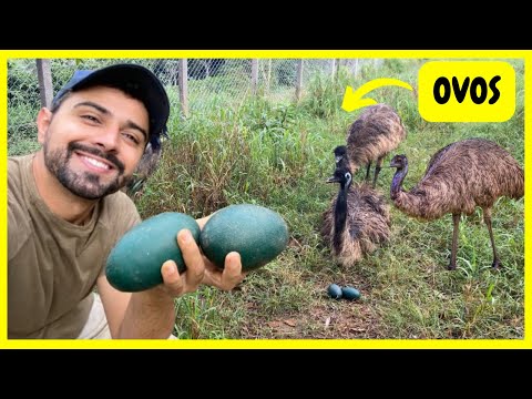 Finalmente: Ovos de Emu Australiano - Ave Pré-Histórica com os Ovos mais Lindos do Mundo Gutejando