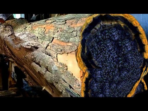 The snake almost killed me,Extreme scene shown while sawing redwood in sawmill