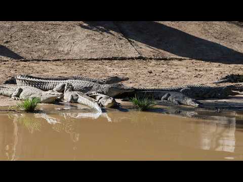YouTube video thumbnail: South African Police Find Human Remains Inside Crocodile Airlifted Out of River