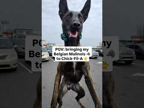 Belgian Malinois loves @chickfila 🐥🐺 #dogtraining #malinois #chickfila #brandywinedogacademy