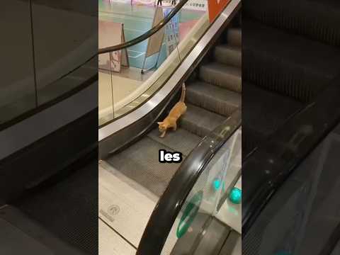 Les chats ont leur propre façon de faire 😂 #chat #shorts