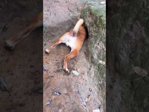funny video puppy 😍💝👍🤣 #animals #cute #trending #viralvideo #ytshorts #youtubeshorts #dog #shorts