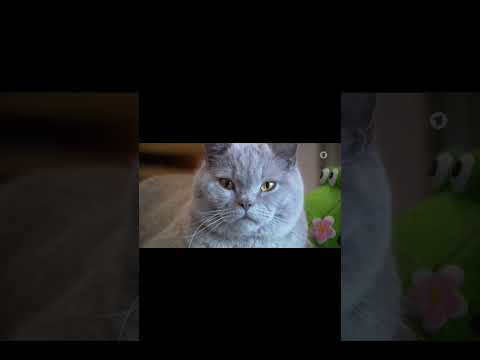 Wenn der Kater vorbei kommt ๐ #youtube #fyp #youtubeshorts #shorts #short #cat #video #funny #cats