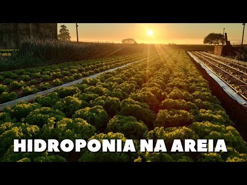 HIDROPONIA NA AREIA