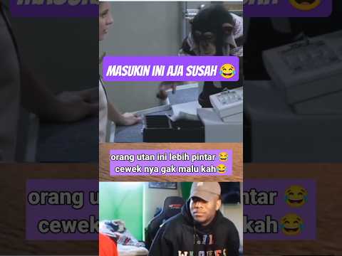 Orang utan lebih pintar Daripada cewek ini ๐ Funny shorts #trending #ngakak #memes #shorts #funny