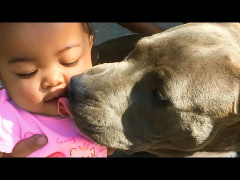 Cette Maison A Soudainement Pris Feu. Ce Que Le Chien De Famille A Fait Ensuite Vous Fera Pleurer !