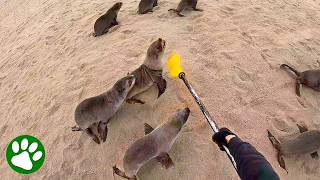 Kayaker in Desperate Chase After Entangled Seal