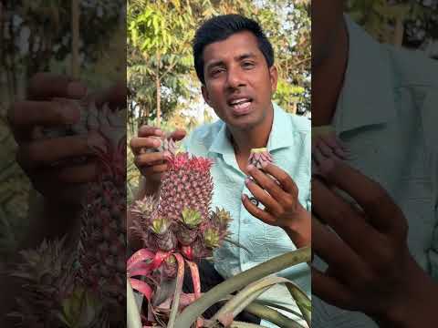 আনারসের ফুল কেন অপসারণ করবেন