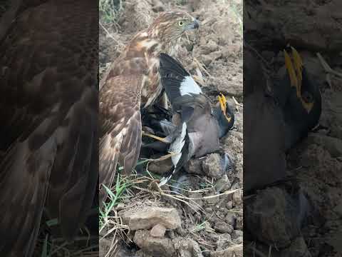 escaped by the skin of his teeth# another fight#goshawkhunting #falcon #sparrowhawk #eagle #bird