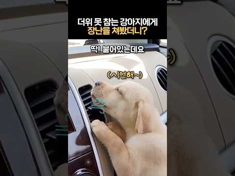 더위를 못 참는 강아지에게 장난을 쳐봤더니? #너무덥다개