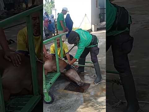 Cara mudah memotong sapi kurban #iduladha