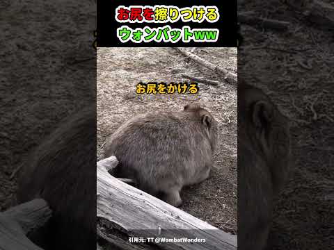 お尻が痒いウォンバットがかわいすぎるw