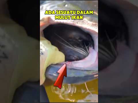 Mancing‼️ strike ikan monster yang ternyata sungguh mengejutkan😱❓#fishing #mancing