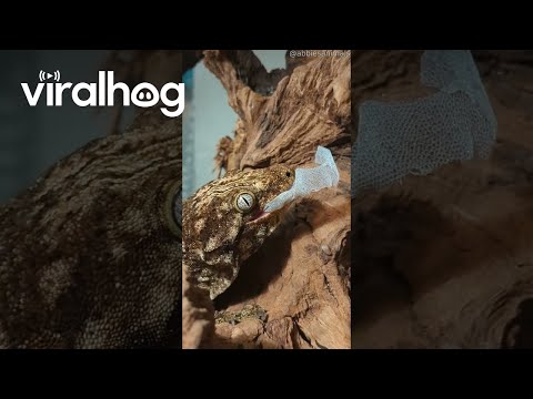 Lizard Eats His Old Skin || ViralHog
