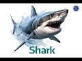 Identifying Marine Animals Characteristics
