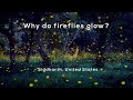 Fireflies and Their Fascinating Flashes