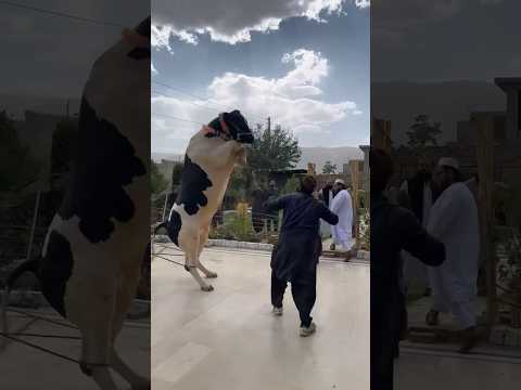 #qurbani2025#trending #cowmandi#shorts#cow#funny#viral#cowvideos#cowqurbani#viralshorts #fareedinfox