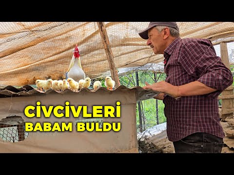 🐣 Babam Buldu! Anne Tavuk Civcivleri Nerede Saklamış 😱 - Keklik Civcivleri Çıktı! - Çiftlik İşleri