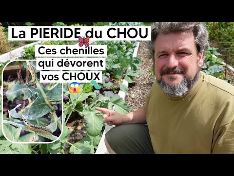 Ne laissez pas la Piéride dévorer vos choux ! 🥬🐛🦋