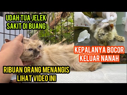 Menyedihkan Sudah Tua Sakit Di Buang Sampai Kepalanya Luka Beranah..‼️