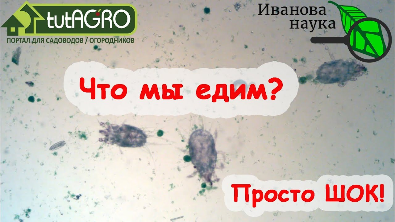 Это видео вас шокирует! Но смотреть его надо! Что я обнаружил в меду. Расследование ивановой науки.