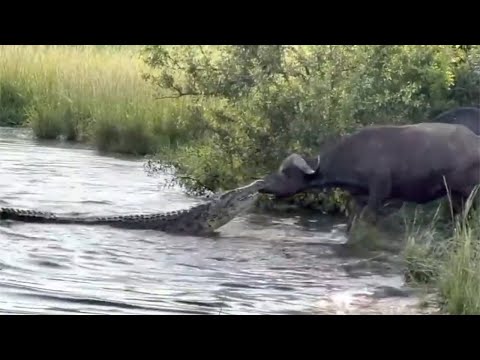 The Crocodiles Kill Their Prey Quickly