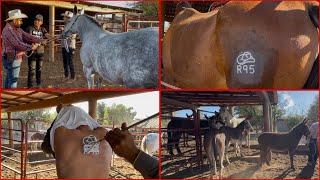 ASÍ FUE LA VISITA DEL MÉDICO VETERINARIO ⚕️🐎🇲🇽🩺(sondeo,palpación y herrajes) #ranchero95