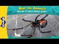Black Widow Spider Facts and Behavior