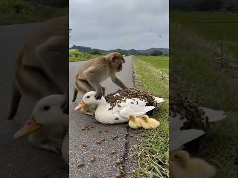 The monkey poured water on the duck's body, which made all the bees fly away