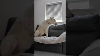 Azriel #trending #greywolf #wolf #howling #wolves