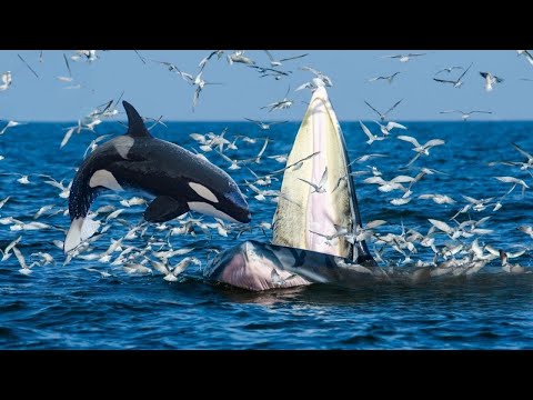 Los Reyes Del OCÉANO - Cuando Las Bestias Se Cruzan… Cachalotes Enormes, Orcas, Calamares Gigantes.