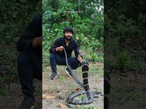 Dangerous King Cobra & Baby King Cobra Release 🐍