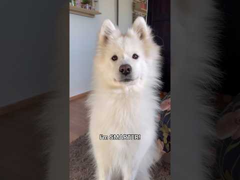POV: You finally outsmart your little sister ? #dog #cuteanimals #puppy