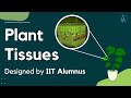 Plant Tissue Functions and Structures