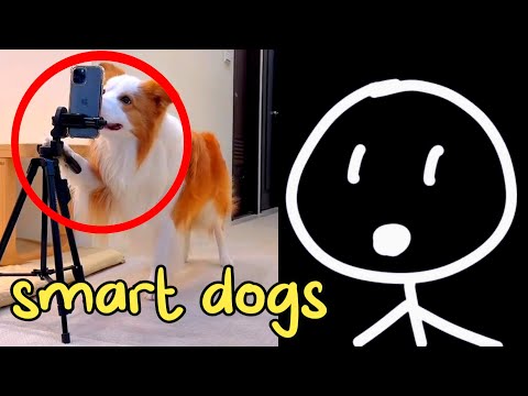 when your dog is smarter than u 🐶 try not to laugh