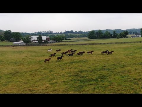 Maryland&#39;s Scenic Byways: Horses &amp; Hounds