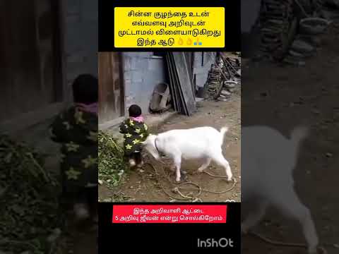 aadu nalavargal kodum #shortsfeed #animallovers #animallovr #emotional #comedy