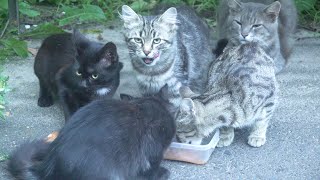 4 kittens is hungry and 2 fathers cats controls the situation