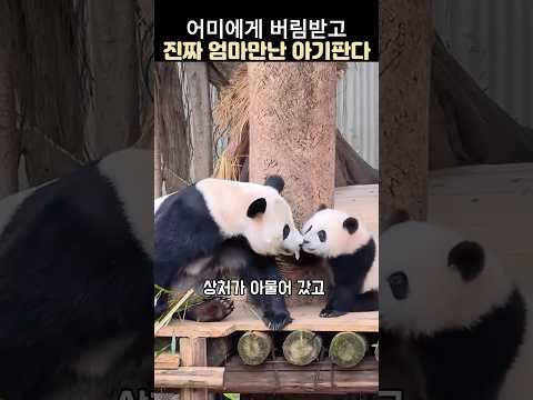 어미에게 버림받고 진짜엄마 만난 아기판다#판다 #귀여운 판다곰 #아기 판다 #아기판다 구조